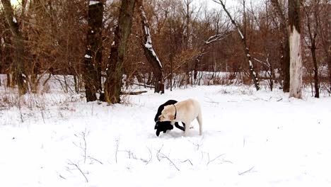 two labrador dogs playing together