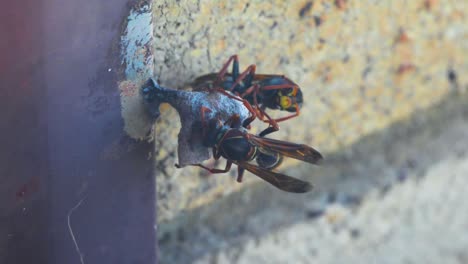 Wasps-building-a-nest-on-the-window-sill-of-a-house