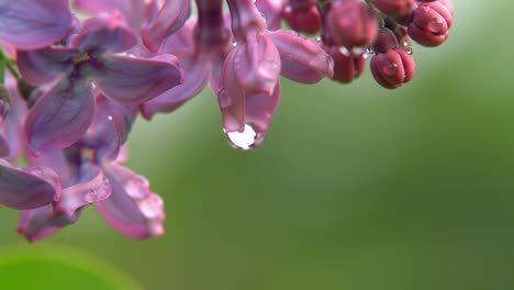 glistening lilac flowers show off delicate raindrops as sunlight breaks through during the tranquil early morning in a peaceful garden. nature's beauty shines brightly.