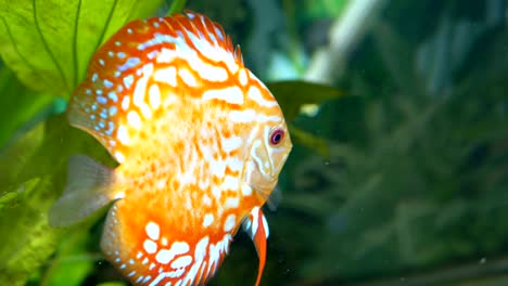 colored fish swims in the aquarium