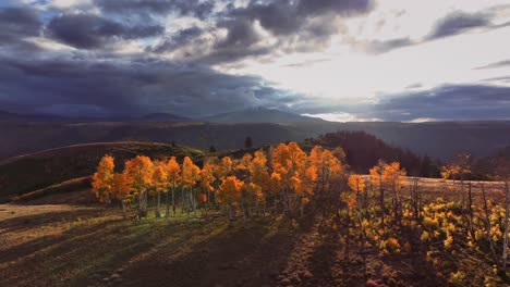 Beautiful-light-hitting-a-row-of-aspens-that-are-peaked-with-fall-colors