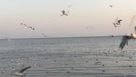 hundreds of seagull on a background sunset