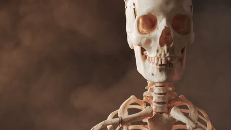 video of close up of halloween skull and skeleton and copy space on black background