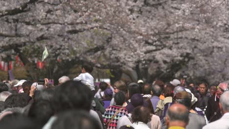 tourists walking beneath sakura