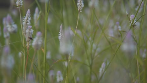 cinematic flower shot, macro movement in slow-motion