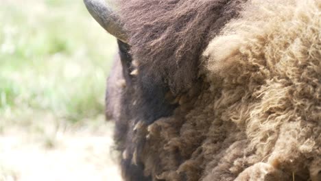 Slow-motion-zoom-on-a-resting-buffalo's-left-ear-and-horn