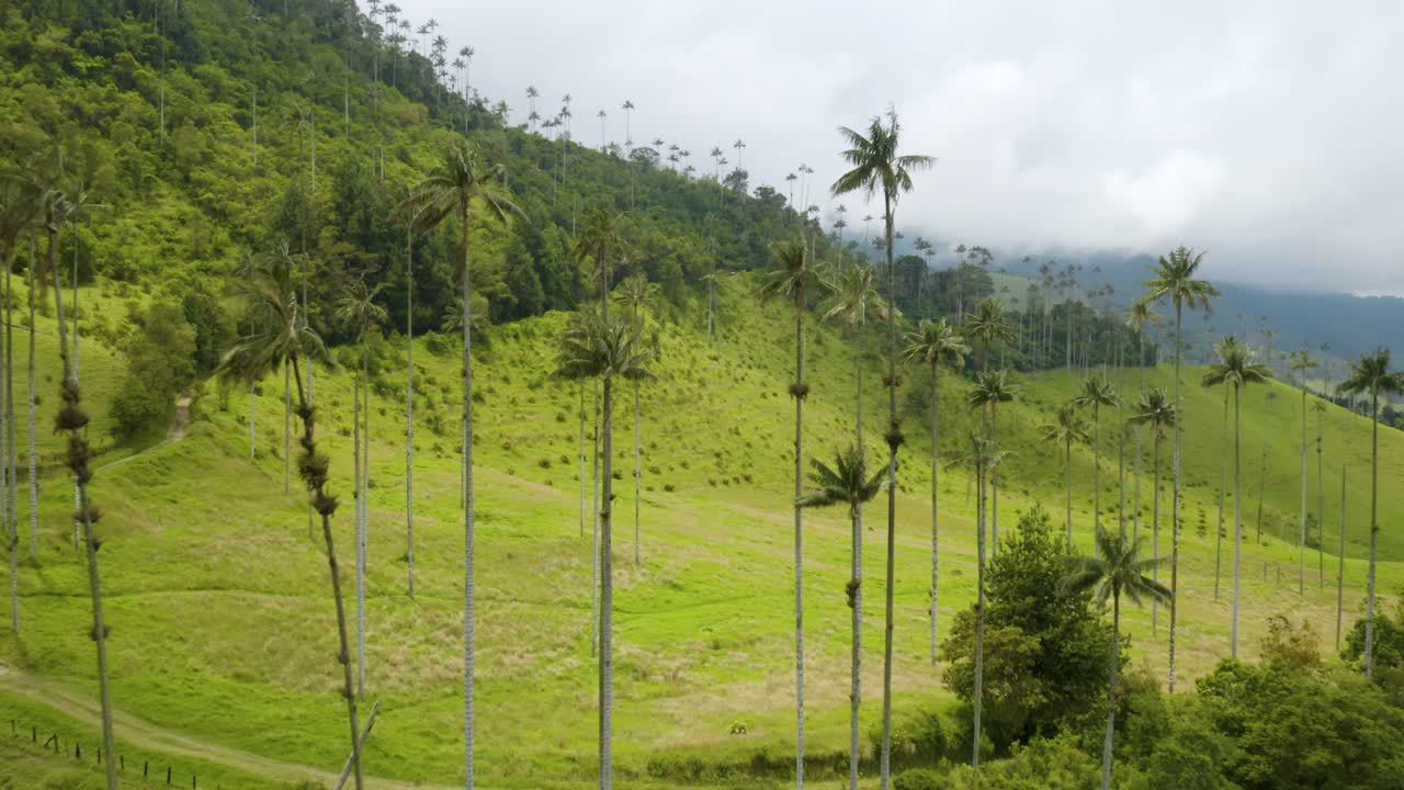 vista aérea de la ruta de senderismo del valle de cocora rodeada de palmeras de cera colombianas