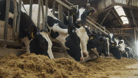 a barn filled with cows eating grains