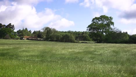 catspaw wind ripples through long grass in a north yorkshire hay meadow