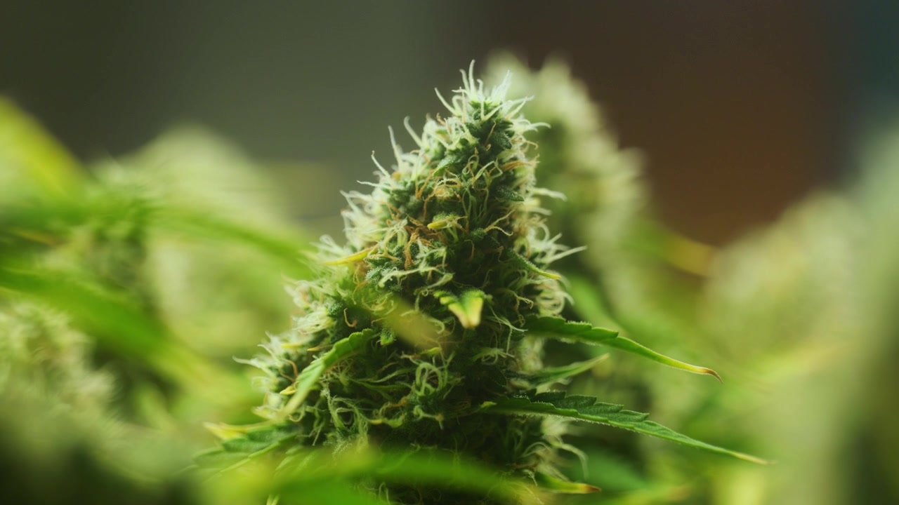 4K Cinematic close up macro footage of weed flowers and leaves on marijuana plants in an indoor growing house farm