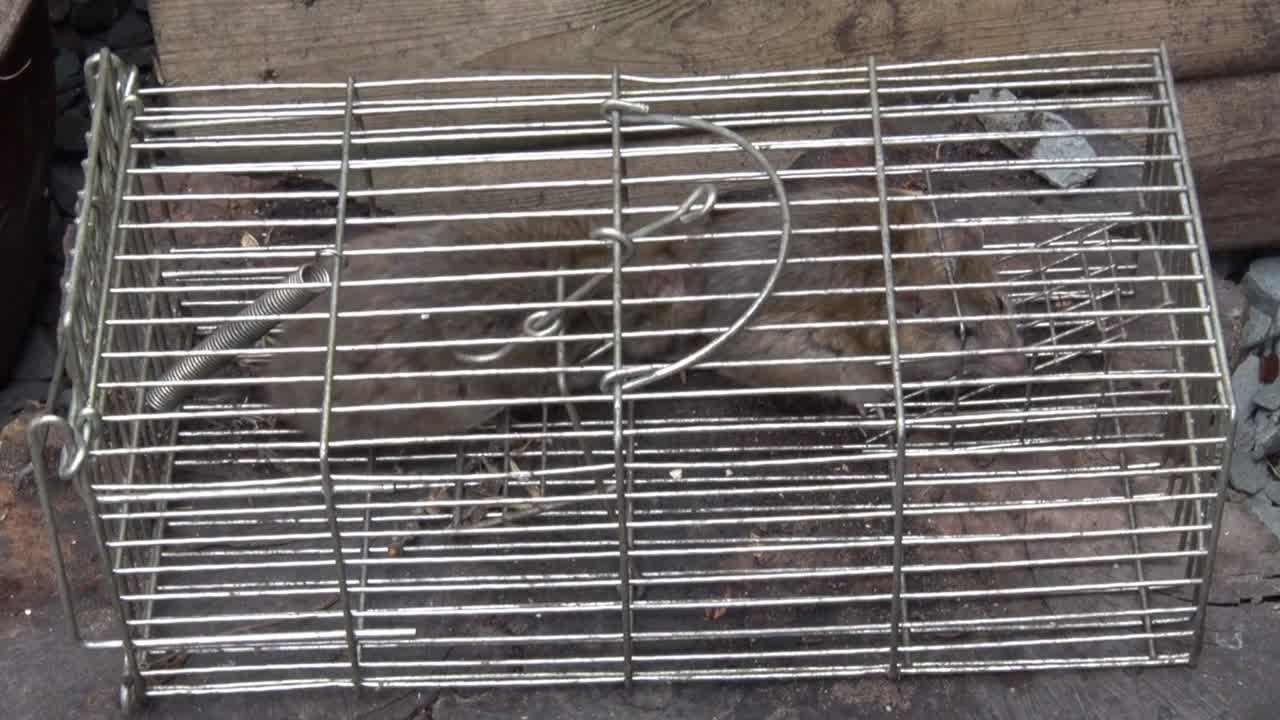 Brown Rats, Rattus norvegicus, in a live trap. UK
