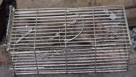 brown rats, rattus norvegicus, in a live trap. uk