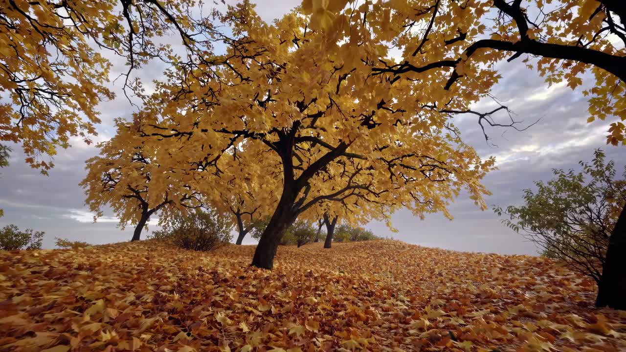 Alberi dorati d'autunno con foglie cadute