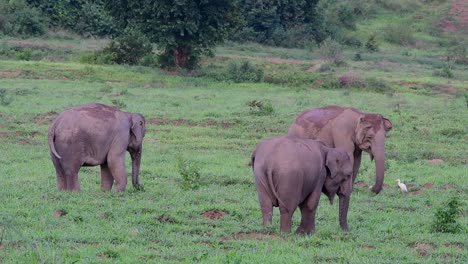 the asiatic elephants are endangered species and they are also residents of thailand
