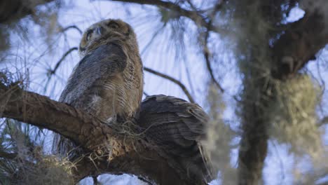 Juvenile-great-horned-own-looking-down-to-camera-perched-woodland-tree