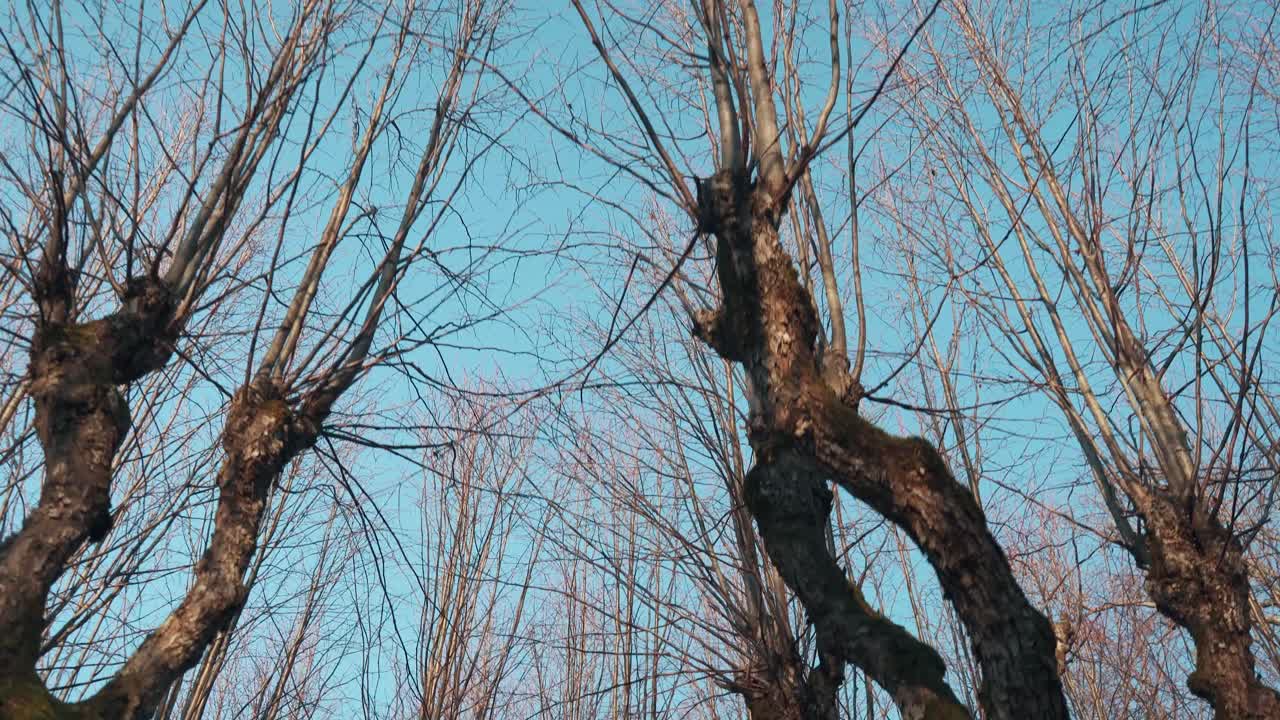 오래된 린든 골목, 카트바루 매너 공원, 라트비아는 동화처럼 유령처럼 보입니다.