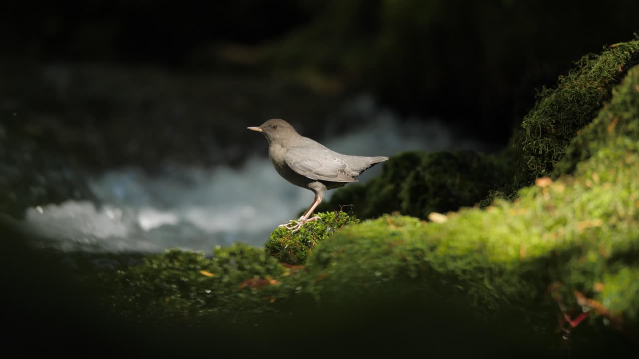 Primo piano slow motion di un mergolo americano lungo un fiume