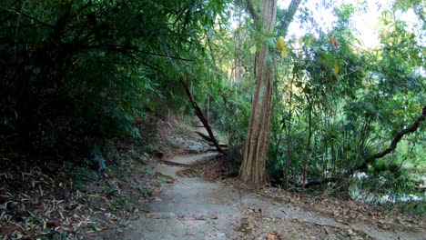 walking in the jungle in chiang mai, thailand