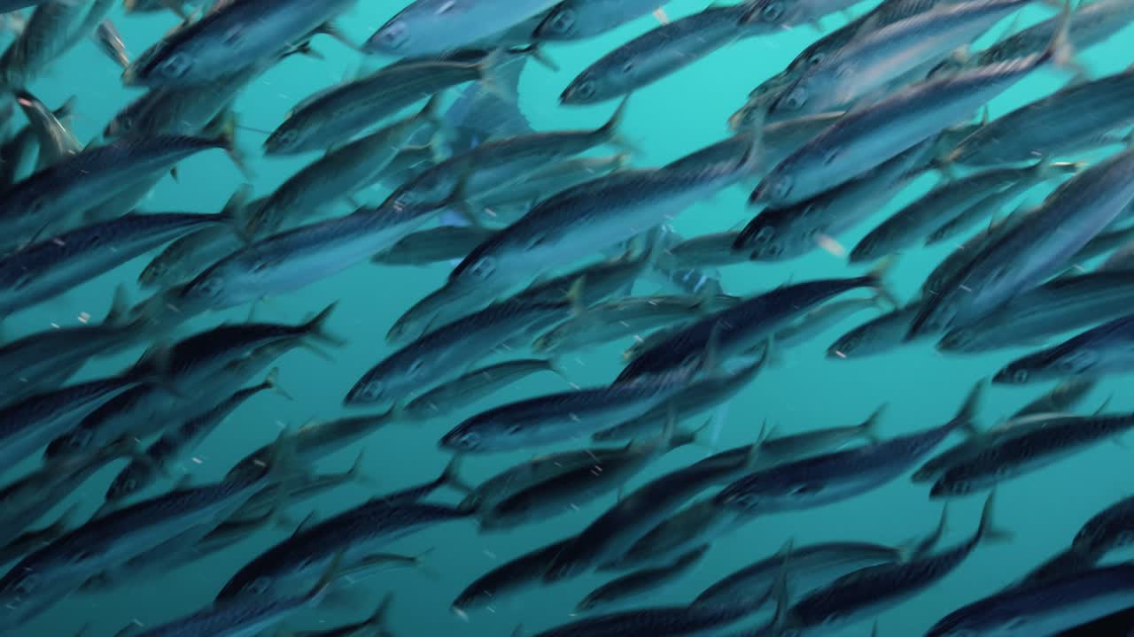Nærbillede af stribet marlin, der jager stimer af sardiner.