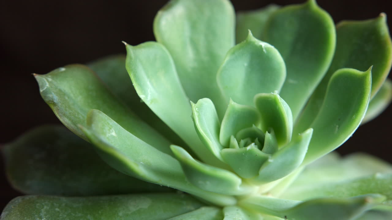 planta suculenta dudleya verde con pequeña roseta encantadora