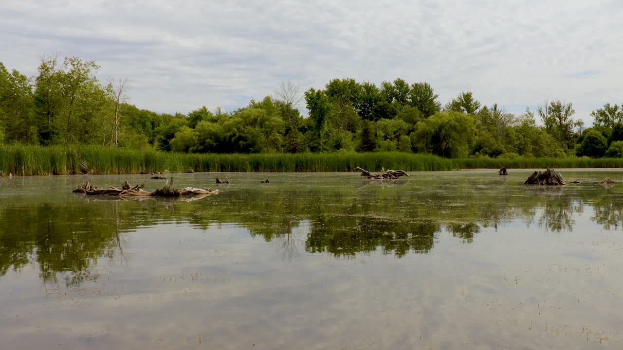 Geese take flight from a calm, man-made lake in late spring