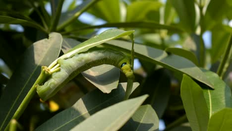 Camouflaged-green-caterpillar-feasting-on-leaves-closeup