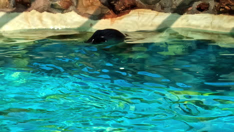 Sea-lion-in-captivity-up-close-in-the-water-at-Attica-Athens-Greece-aqua-zoo