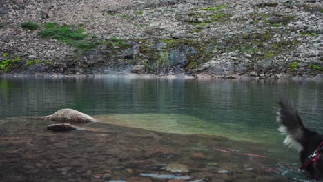 Alaskan-Malamute-Swimming-In-The-Lake-With-Clear-Water-With-Kvaenan-Mountain-In-The-Background-in-Norway