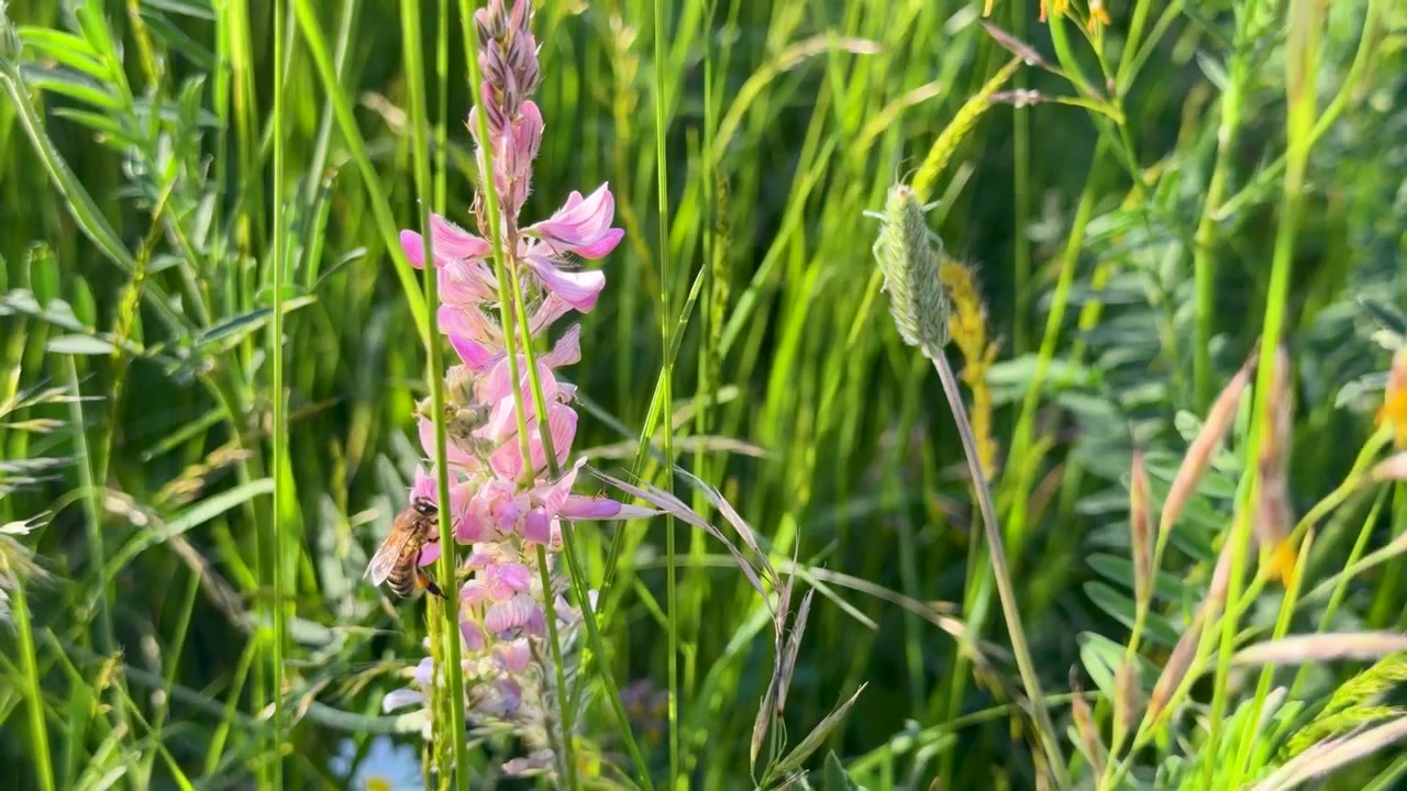 Primo piano di un'ape mellifera che raccoglie nettare da fiori di trifoglio rosa sotto la luce solare intensa.
