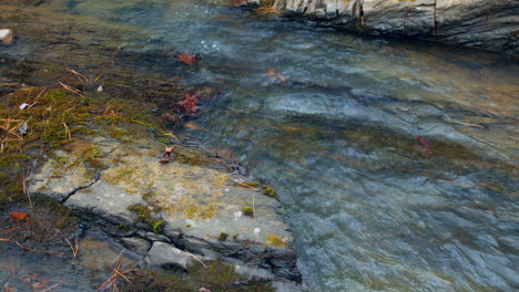 close up of a creek flowing over a slick rock surface past leaves and small stones along its side