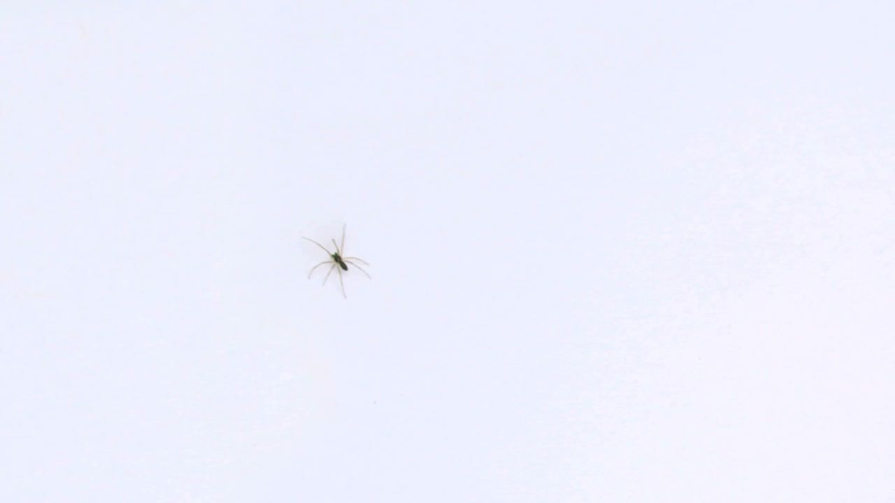 검은 곤충 등반