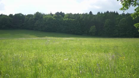 Green-meadow-with-blue-sky-in-the-forest-in-summer-with-trees-in-the-background-and-leaves