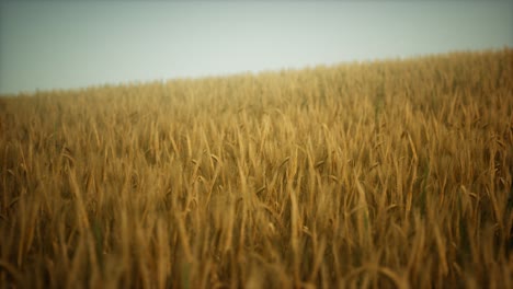 dark stormy clouds over wheat field