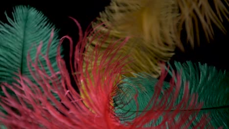 feather red green yellow touch each other black background slow motion