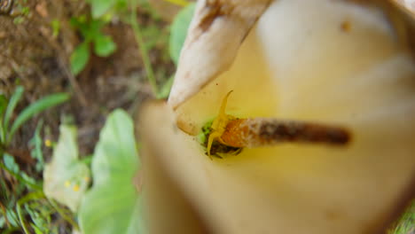 crab spider inside an african calla lily flower