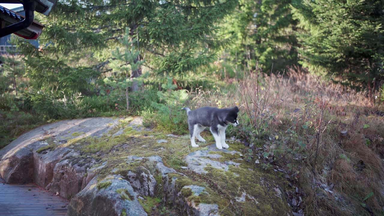 큰 바위 위에서 식물을 먹는 사랑스러운 시베리안 허스키 개