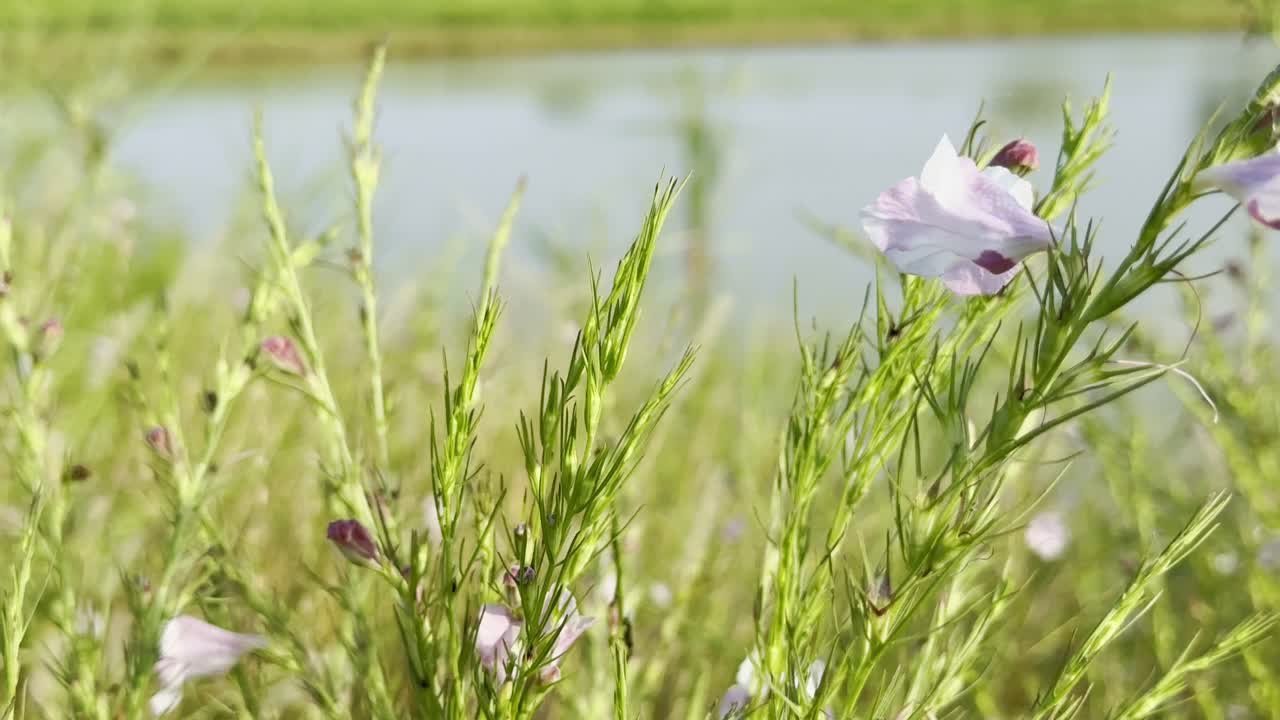 Close-up of Sopubia delphinifolia flower swaying gently in the breeze with soft green background near a pond in daylight