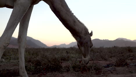 a relaxed and happy wild camel eats grass from the fields in jordan, 100 frames per second