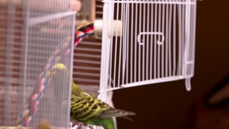 slow motion side view of the cage as the green budgie enters it in flight