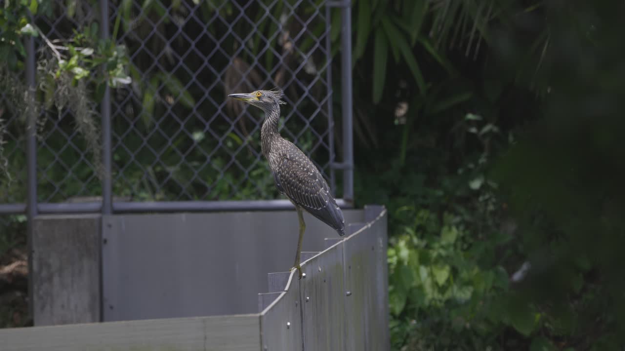 Juvenile night heron perched on a railing near chain-link fence in urban park setting