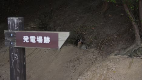 "power-plant ruins" direction sign, okunoshima rabbit island, rack focus shot