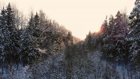 car rides by road in snow-covered forest. footage. rays of the morning sun. aerial view. aerial view of a snowy forest with high pines and road with a car in the winter. top view of winter road