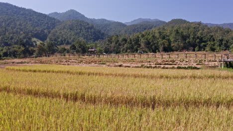 Low-Flying-Drone-Shot-Flying-Over-Boon-Ko-Ku-Bamboo-Bridge-in-Pai,-Thailand