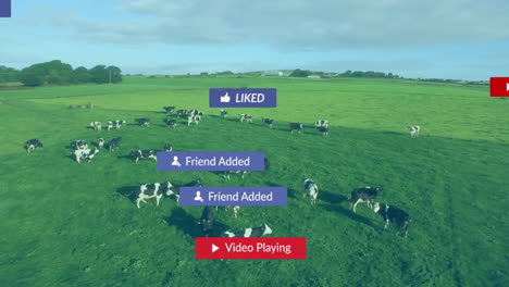 herd of cows grazing in green pasture showing floating social media notifications with 3d render