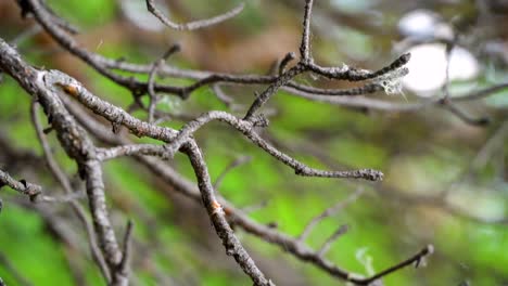 dry tree branches