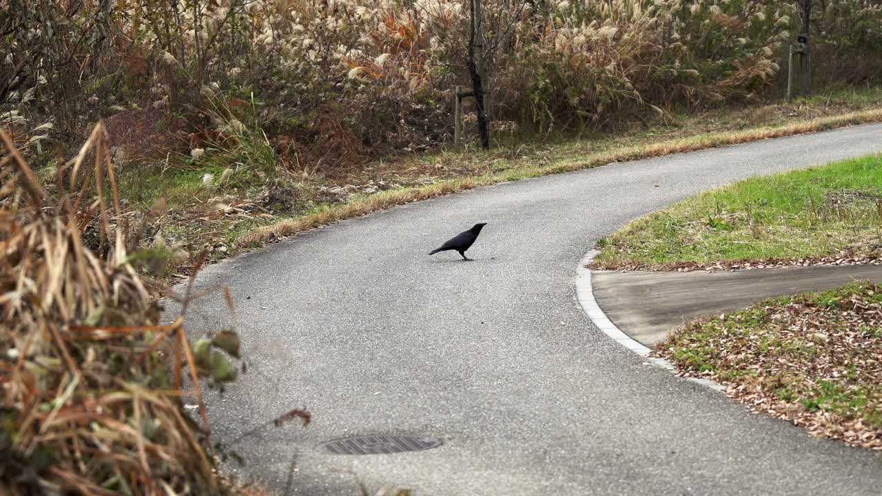 Un corvo nero indugia su una strada