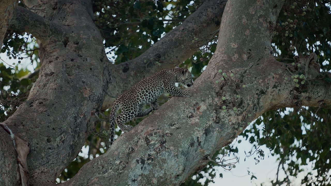 Leopard Cub Climbing a Tree