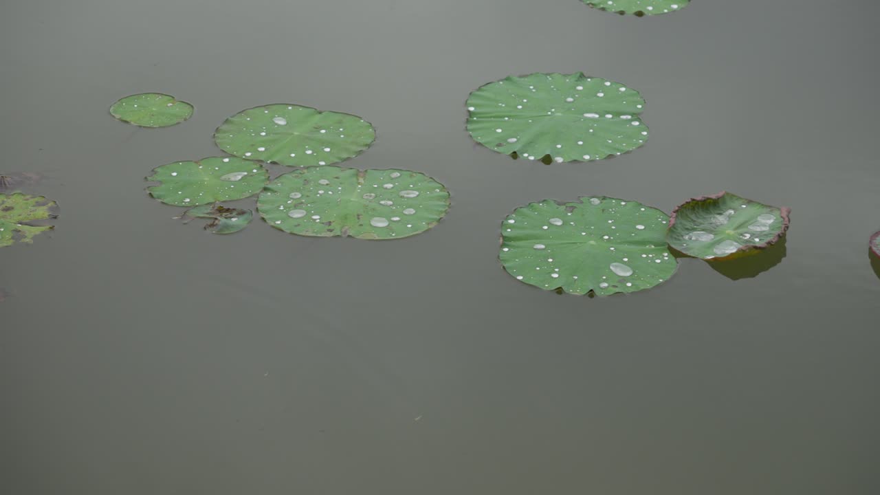Lotus Leaves Floating On Pond Water Surface, Aquatic Plant Water Lily Nelumbo