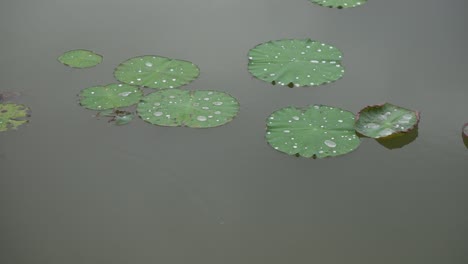 lotus leaves floating on pond water surface, aquatic plant water lily nelumbo