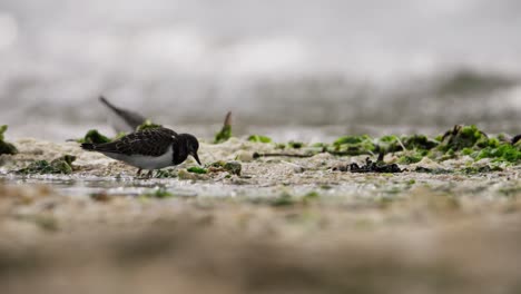 shorebird feeding on the coast